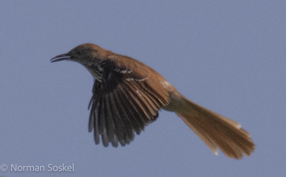 Brown Thrasher - Norman Soskel