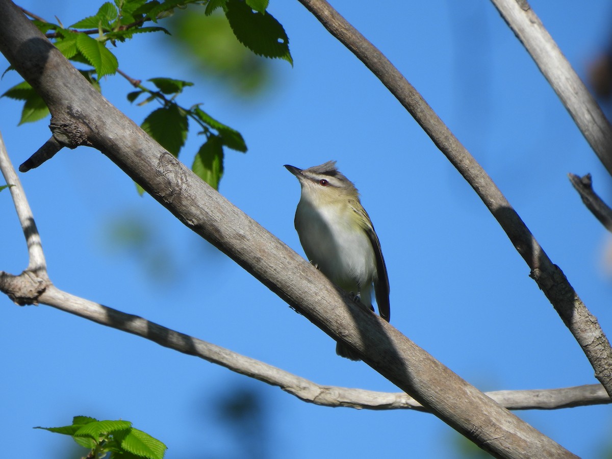 Red-eyed Vireo - Brady Weston