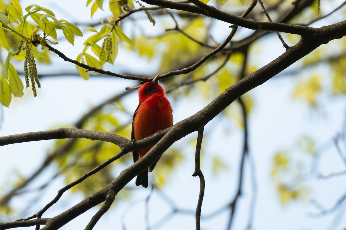 Scarlet Tanager - Court Harding