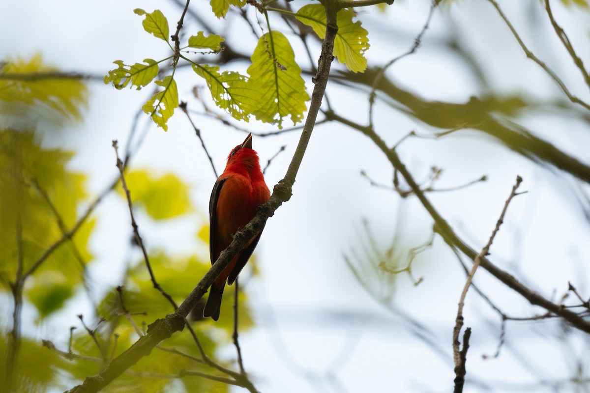 Scarlet Tanager - Court Harding