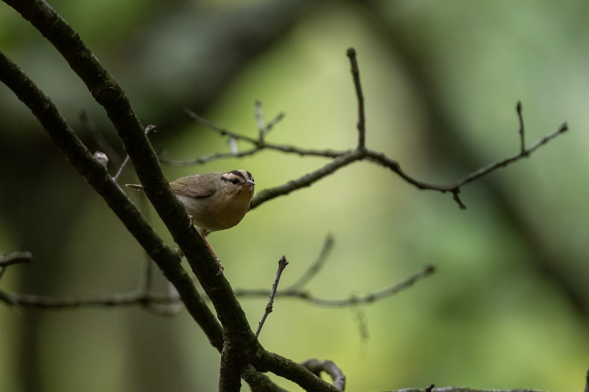 Worm-eating Warbler - Court Harding