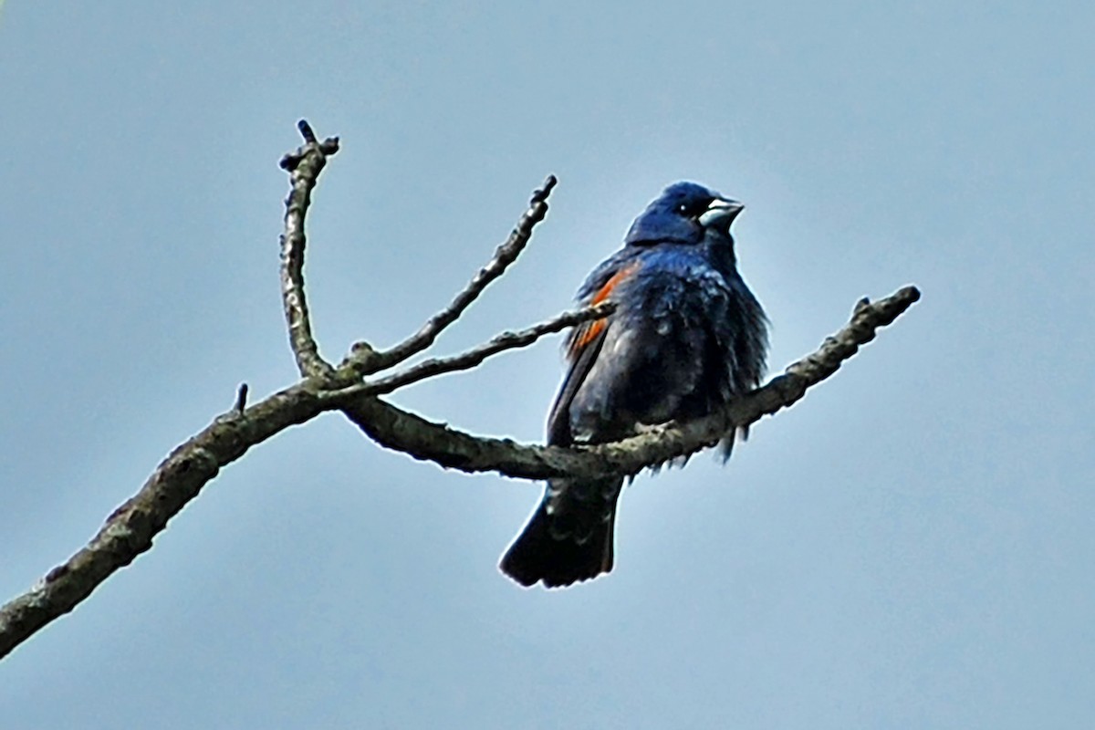 Blue Grosbeak - Robert Walker