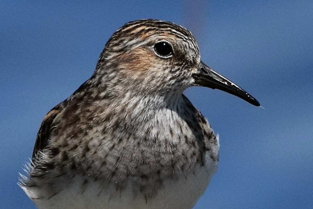 Least Sandpiper - Brenda Lindsey