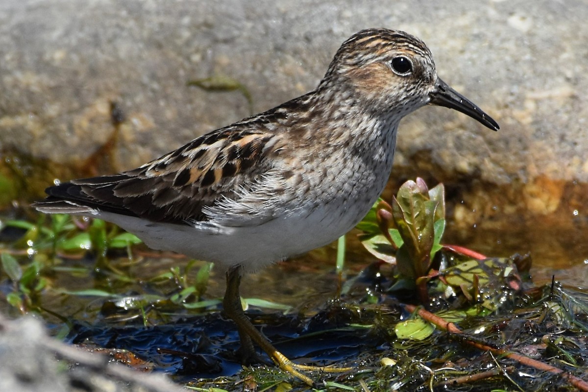 Least Sandpiper - Brenda Lindsey