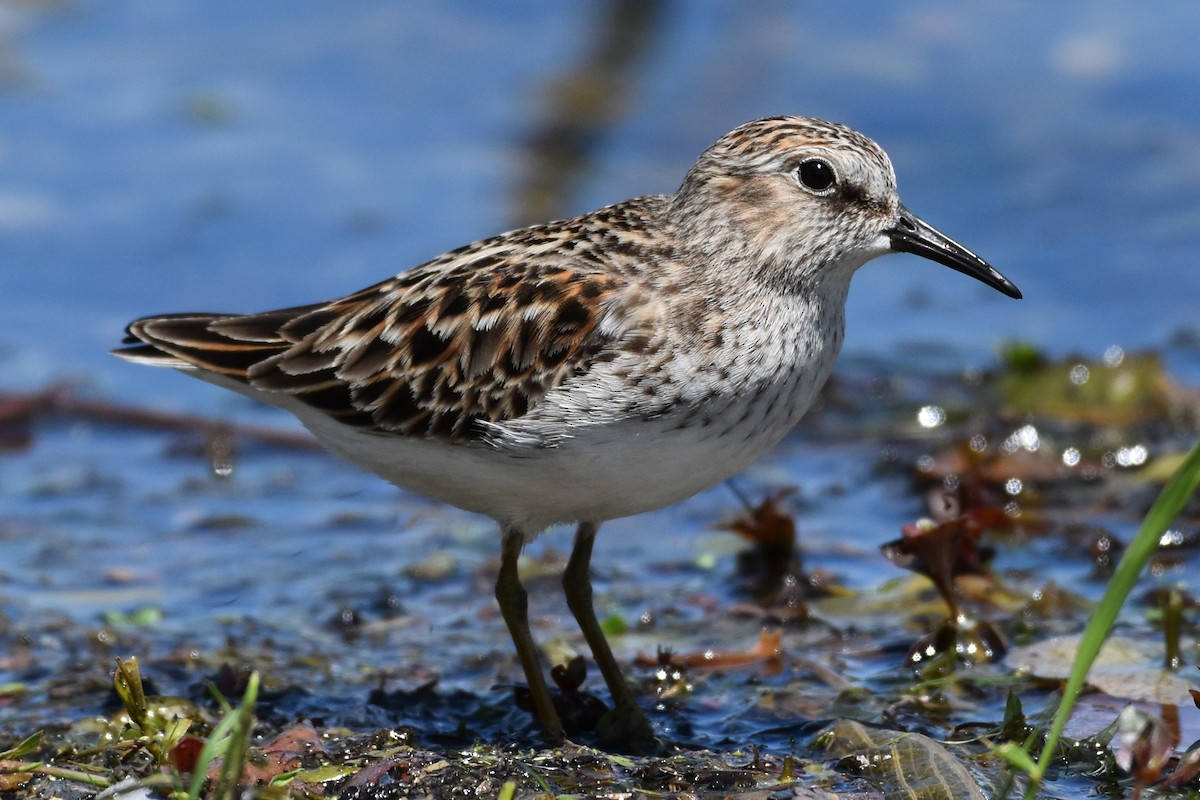 Least Sandpiper - Brenda Lindsey