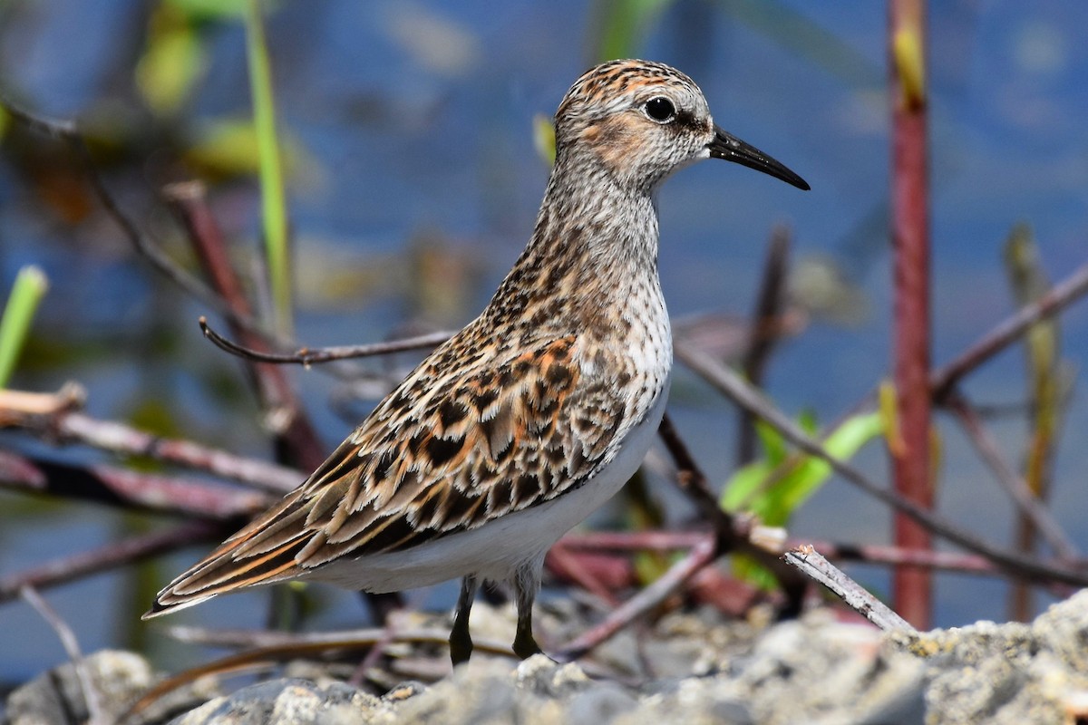 Least Sandpiper - Brenda Lindsey