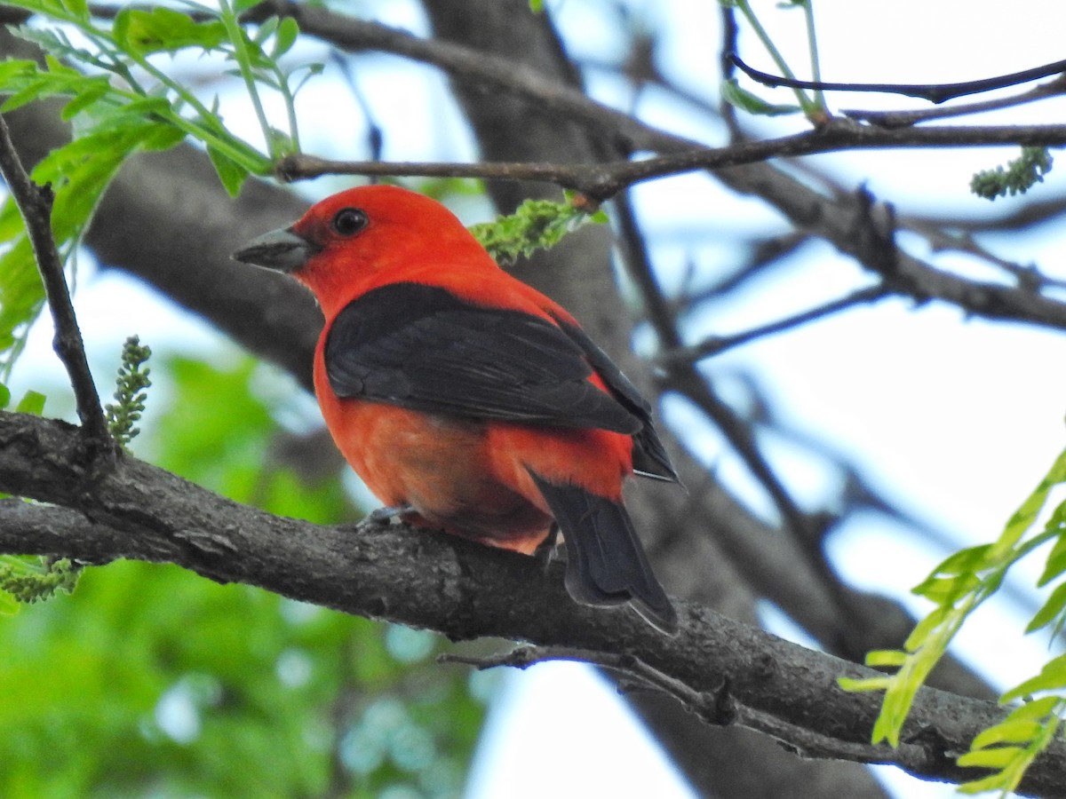 Scarlet Tanager - ML618837559