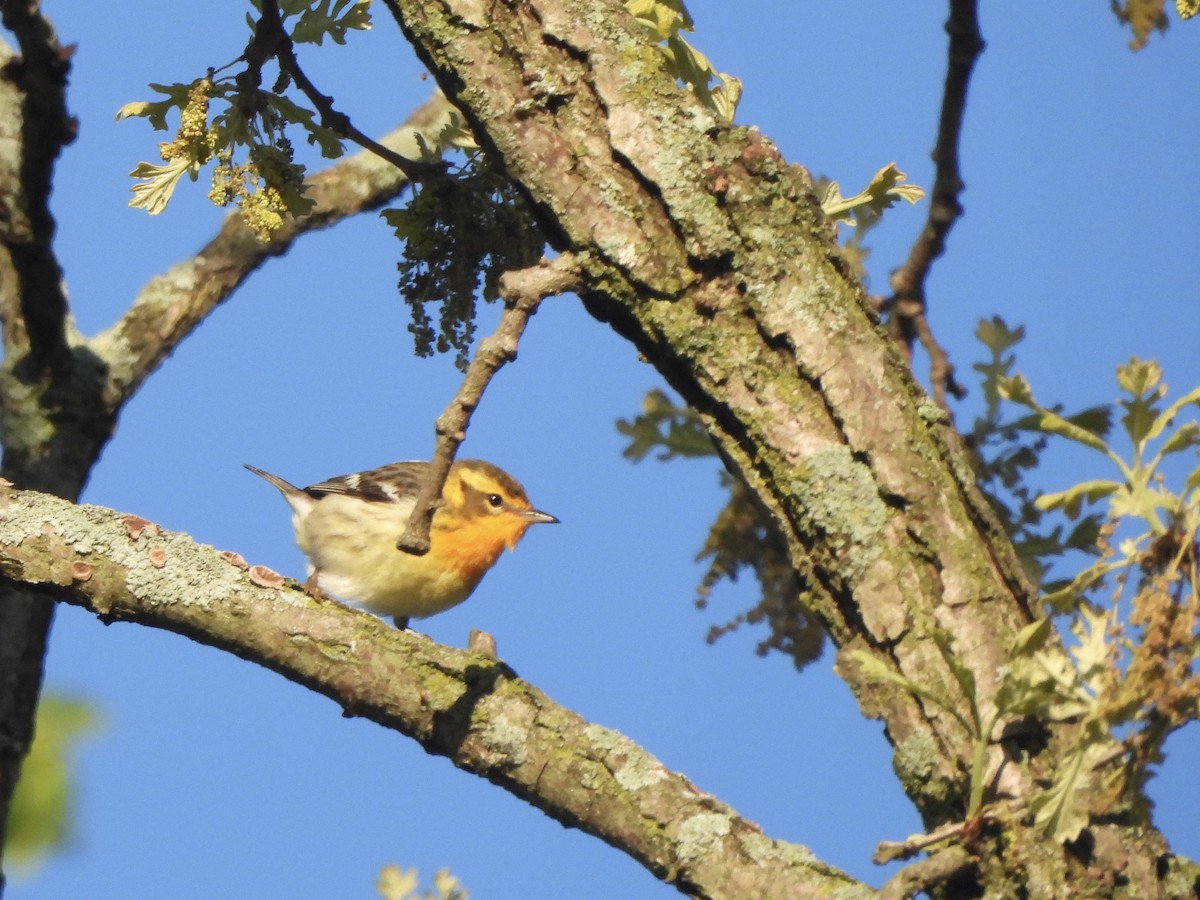 Blackburnian Warbler - Brady Weston