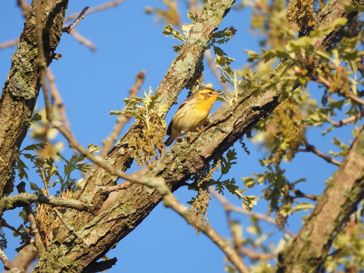 Blackburnian Warbler - Brady Weston