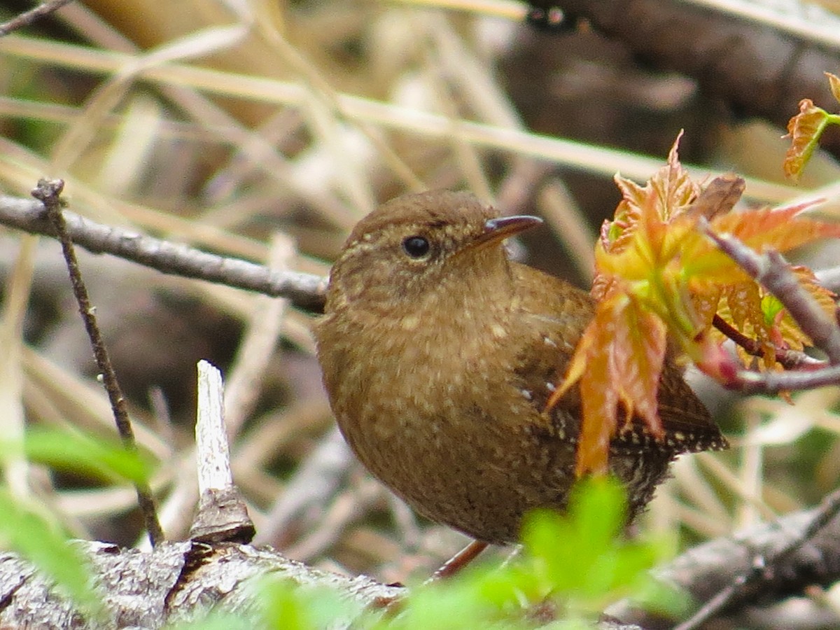 Winter Wren - Normand Ethier