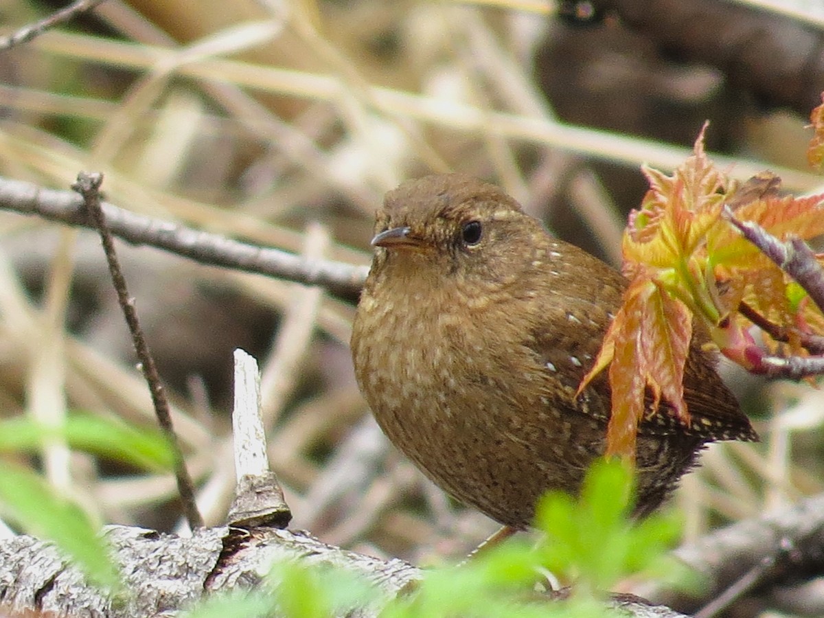 Winter Wren - Normand Ethier