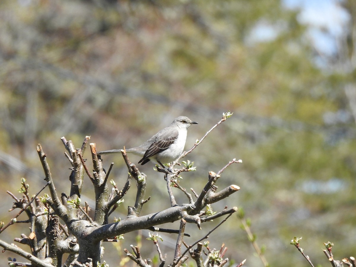 Northern Mockingbird - Beatrix Kohlhaas