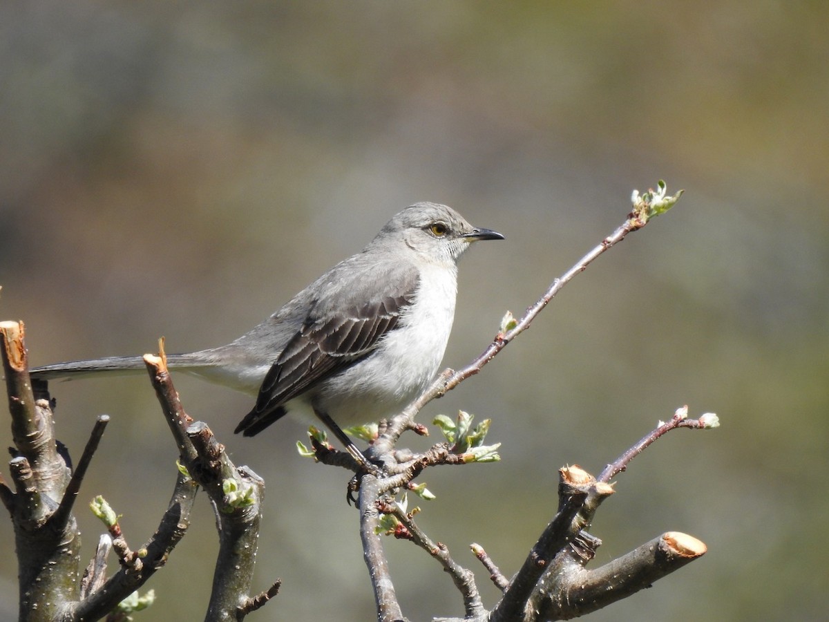 Northern Mockingbird - Beatrix Kohlhaas