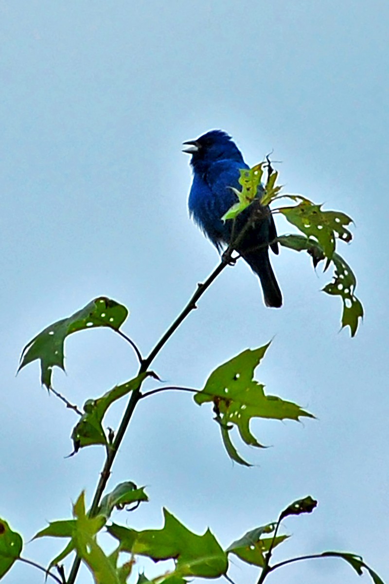 Indigo Bunting - Robert Walker