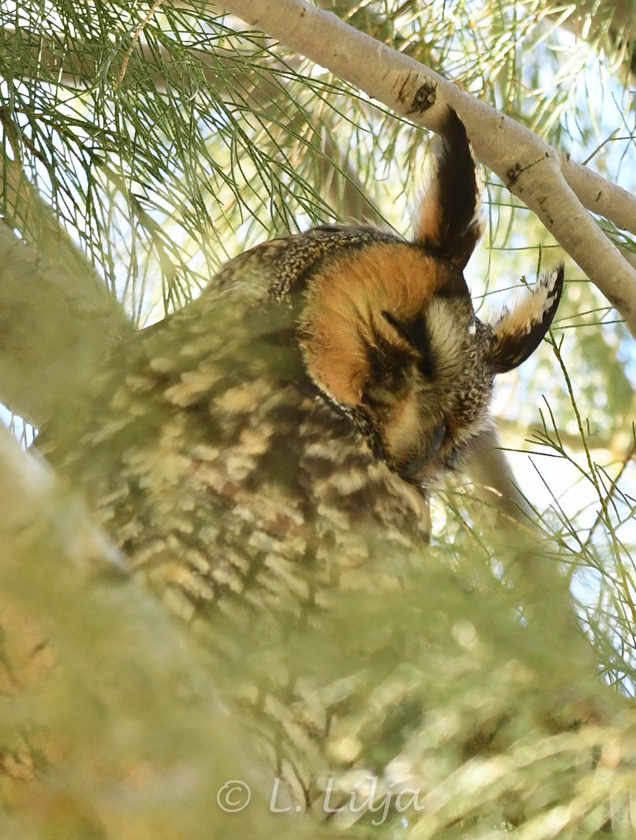 Long-eared Owl - Lorri Lilja