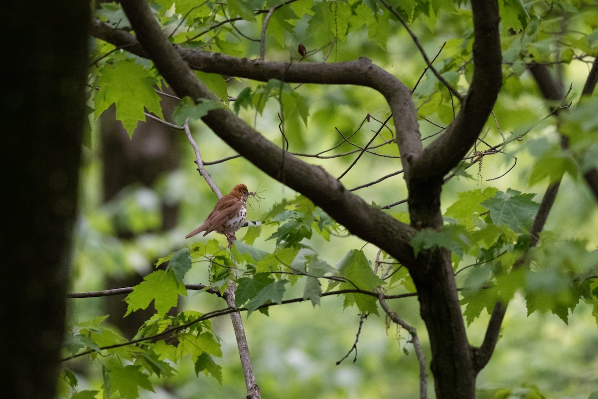 Wood Thrush - Court Harding