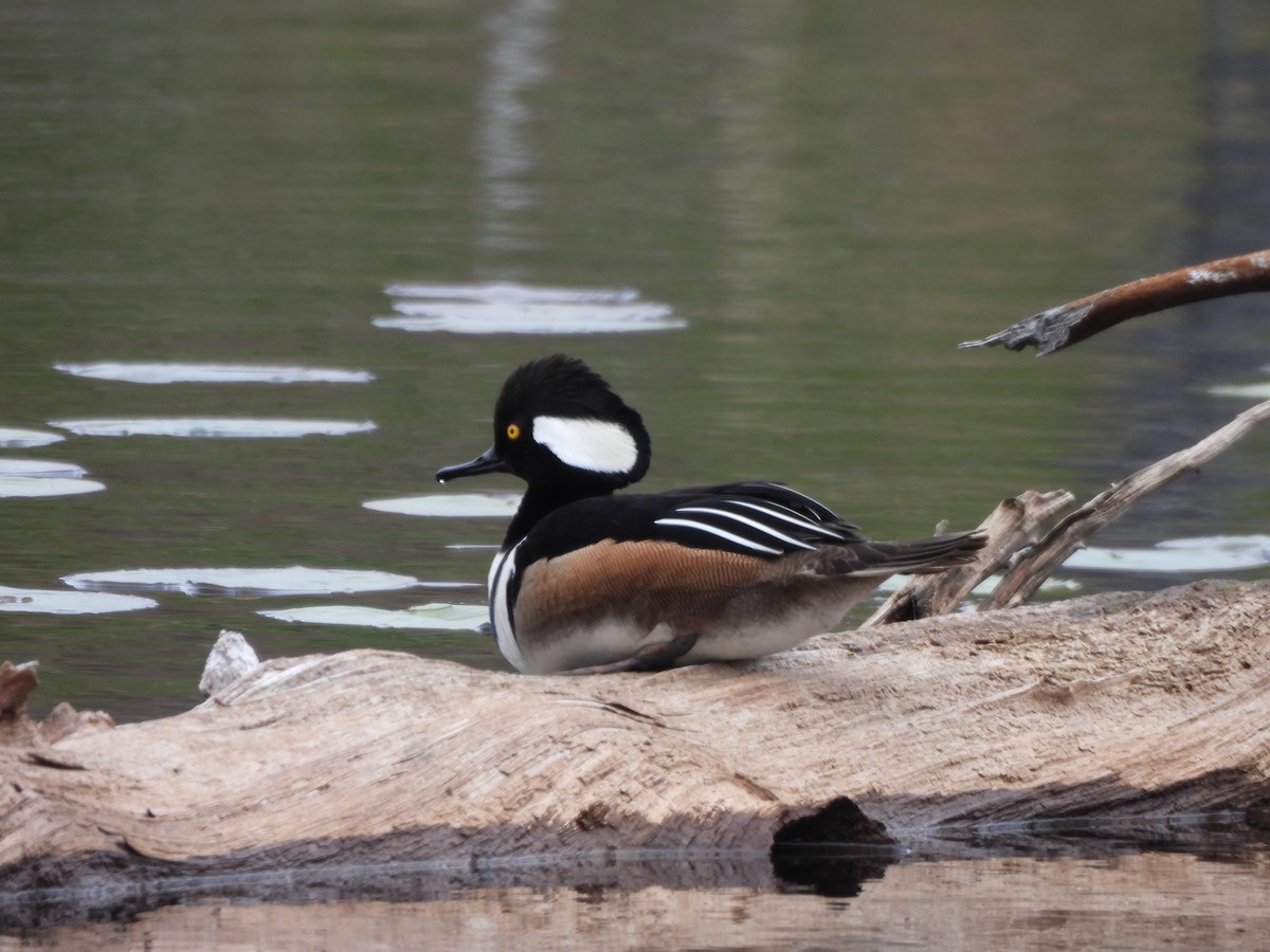 Hooded Merganser - ML618837595