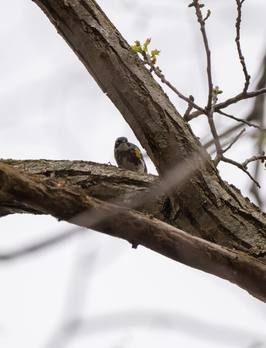 Yellow-rumped Warbler - Marilyn White