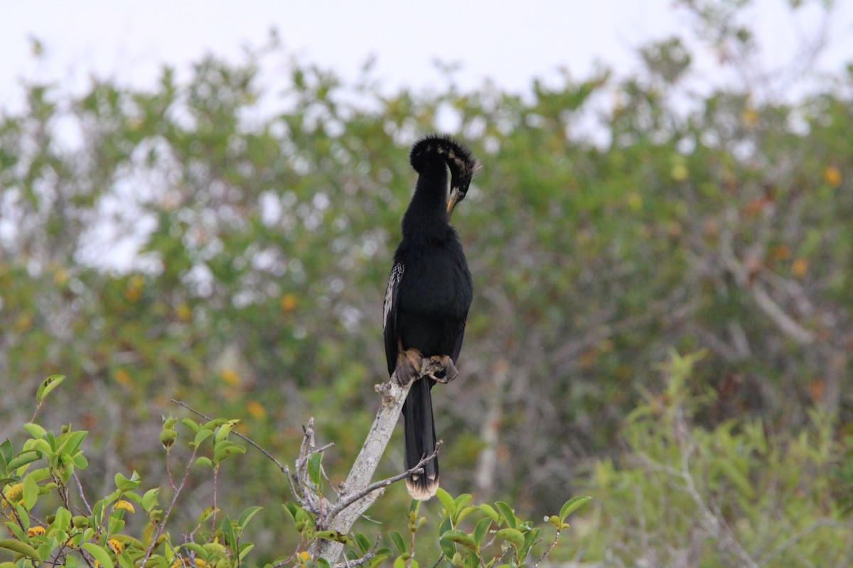 anhinga americká - ML618837650