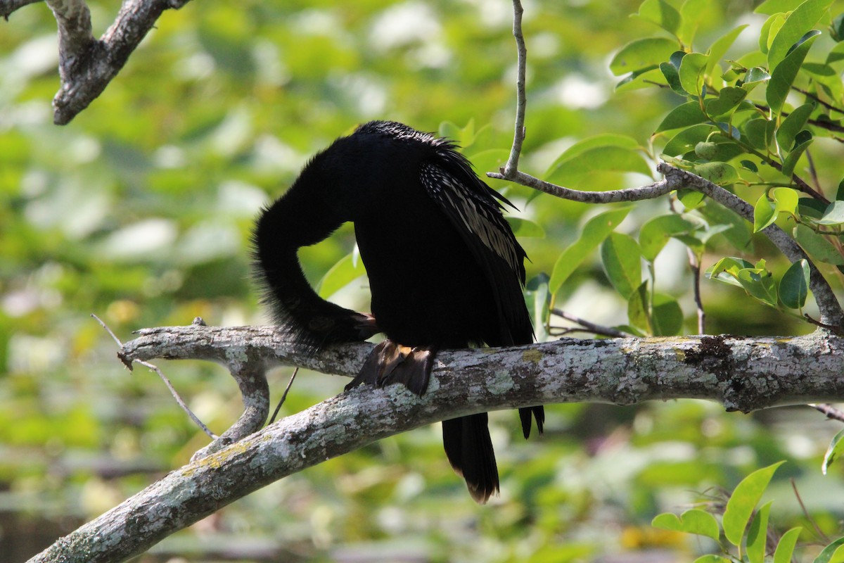 Anhinga - Fritz (Boch) Hoeflein