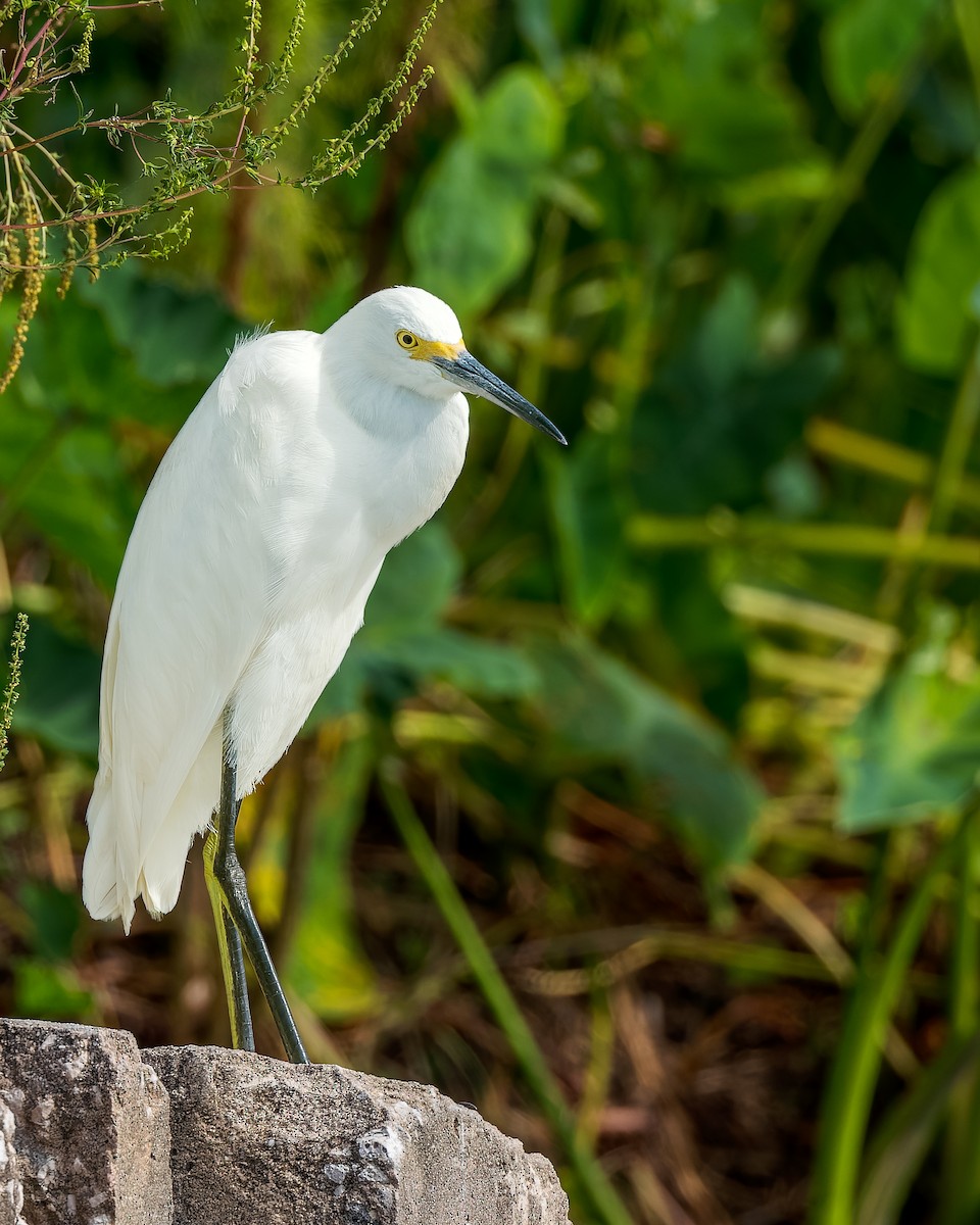 Snowy Egret - Gary Leavens