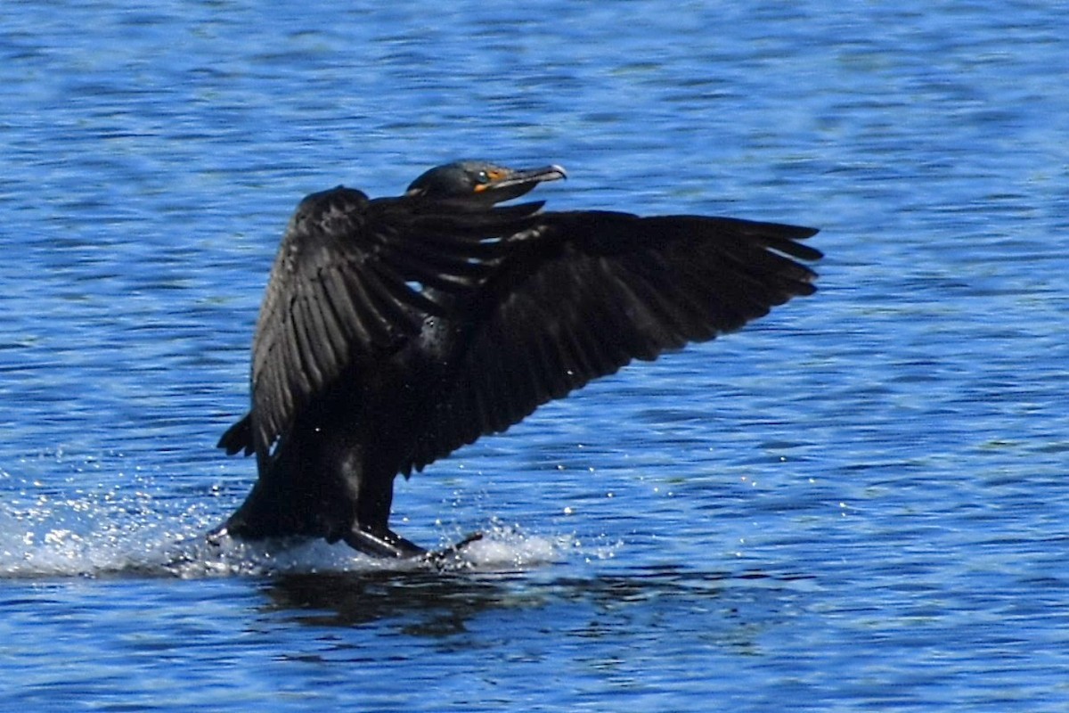 Double-crested Cormorant - Brenda Lindsey