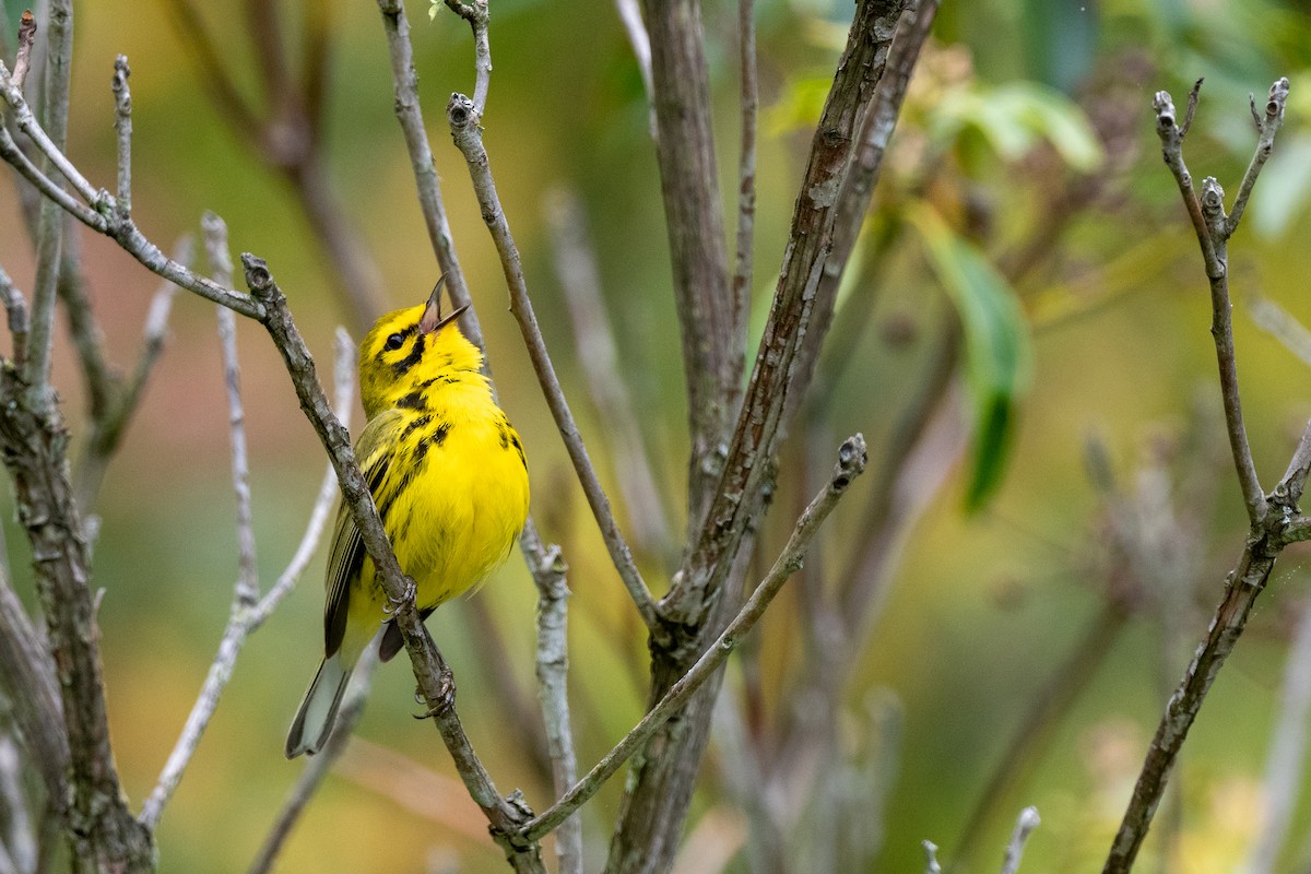 Prairie Warbler - Court Harding