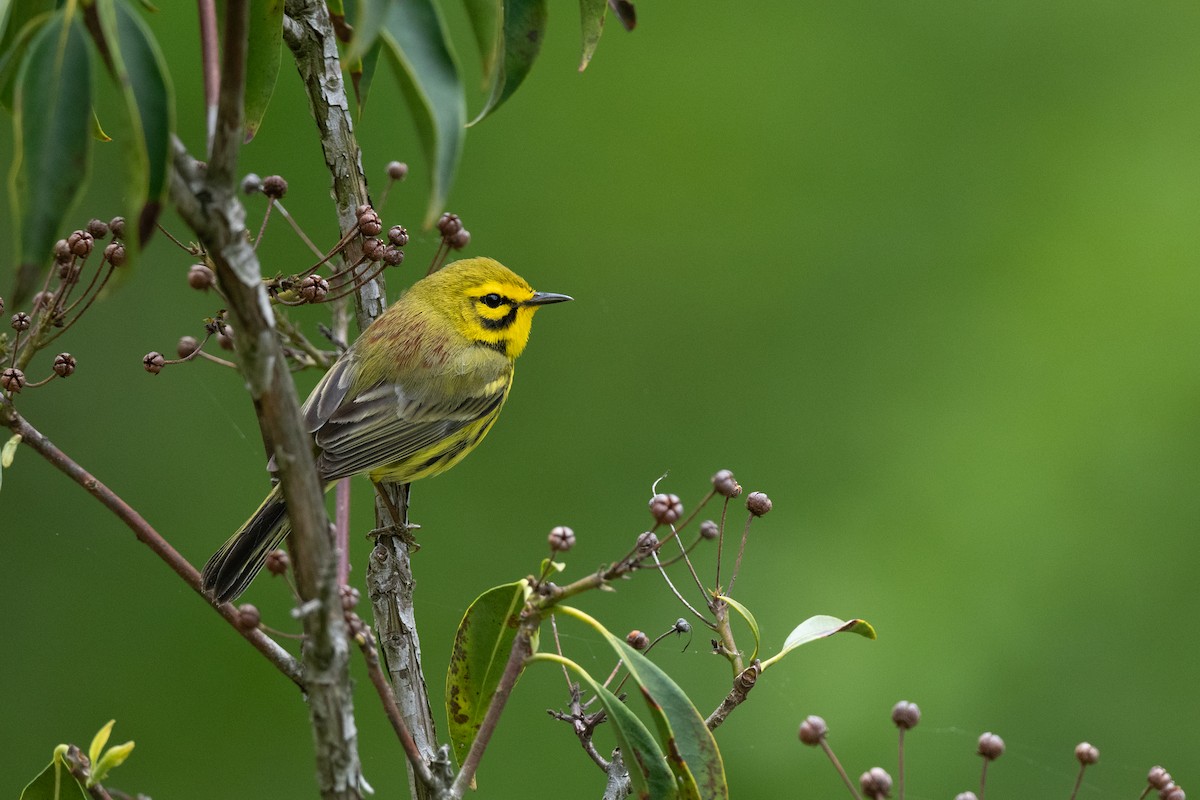 Prairie Warbler - Court Harding