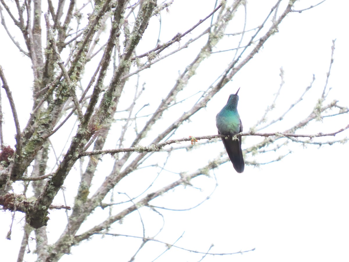 Lesser Violetear - ML618837677