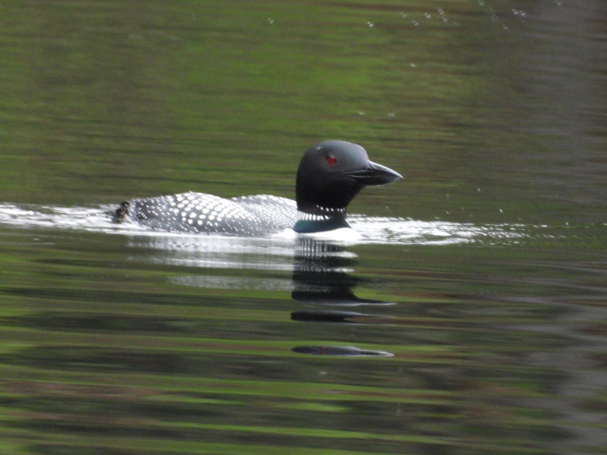 Common Loon - Denis Provencher COHL