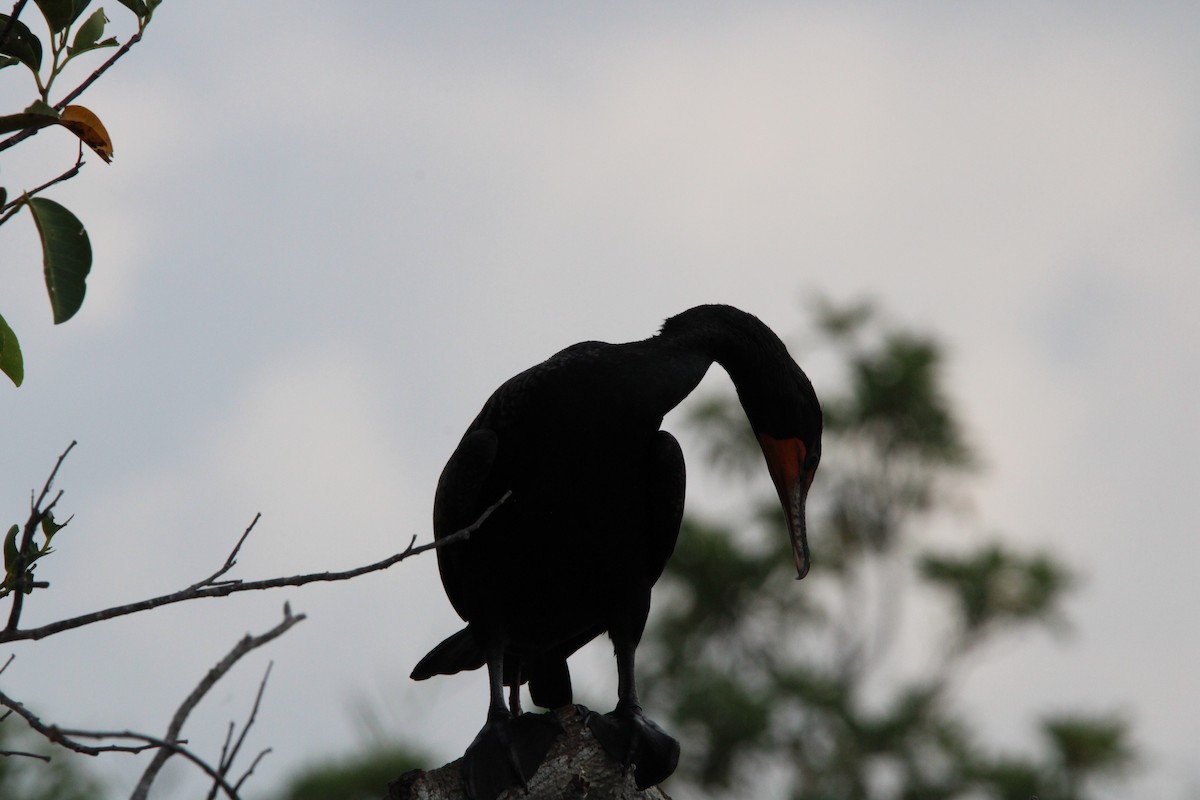 Double-crested Cormorant - Fritz (Boch) Hoeflein