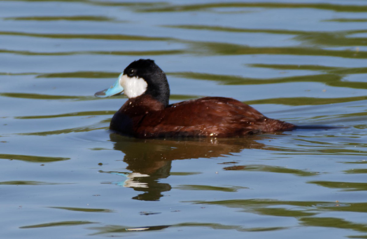 Ruddy Duck - Leslie Holzmann