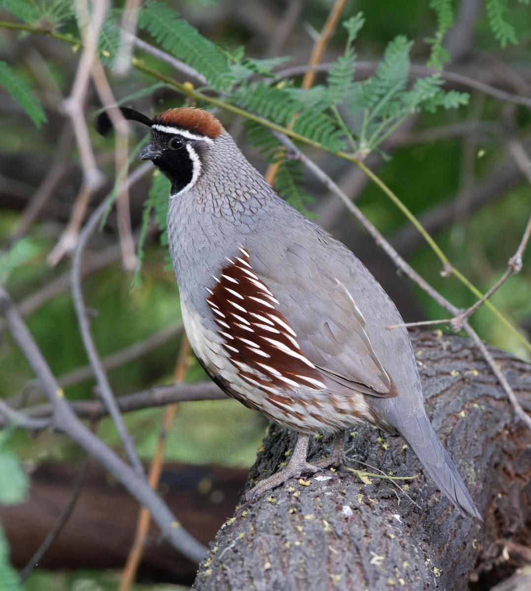 Gambel's Quail - Leslie Holzmann