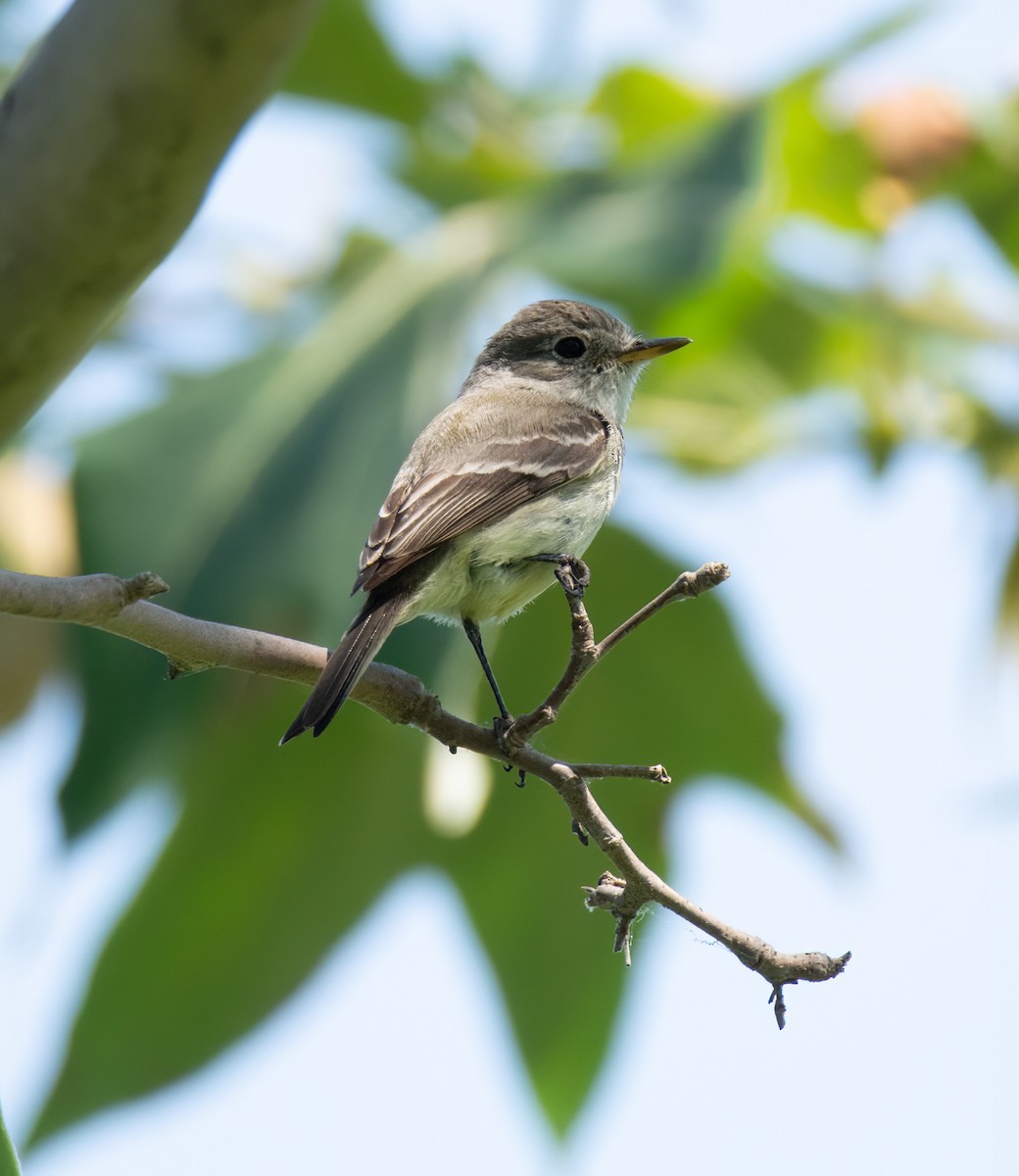 Gray Flycatcher - Kim Moore