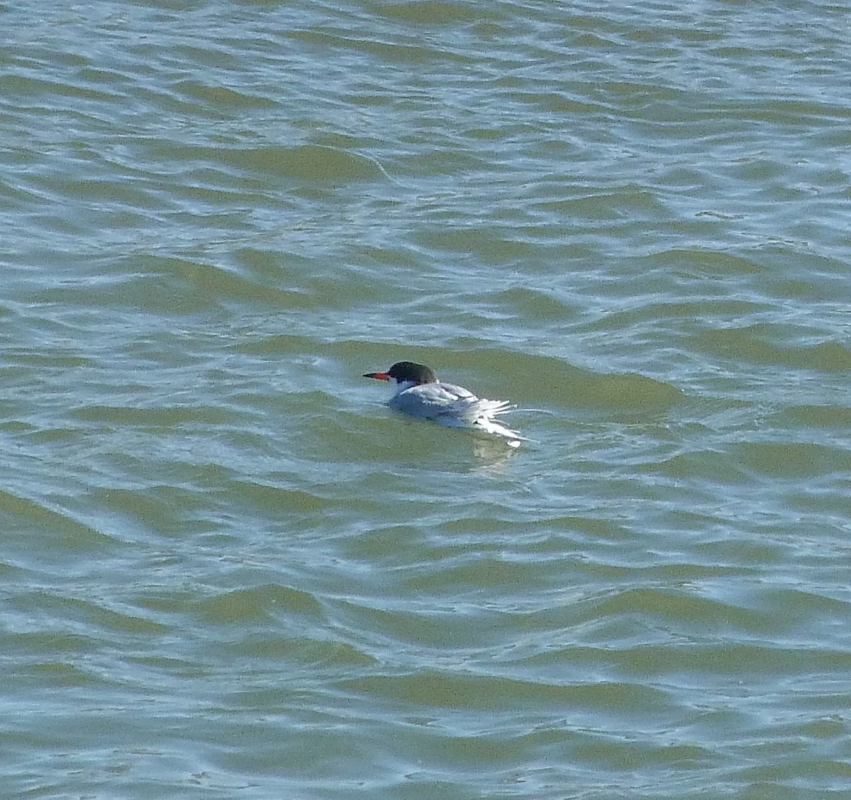 Forster's Tern - ML618837714