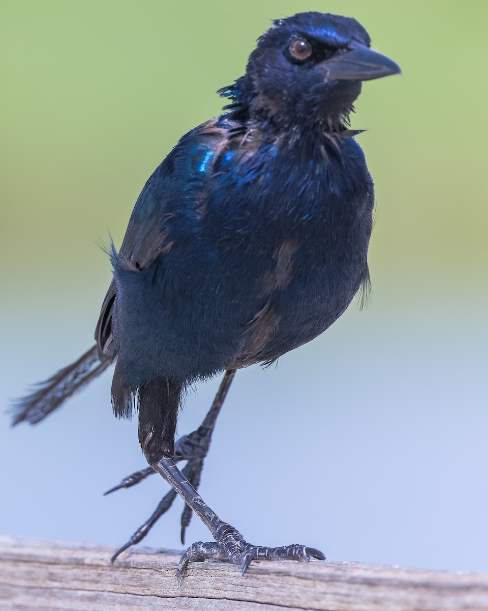 Boat-tailed Grackle - Gary Leavens