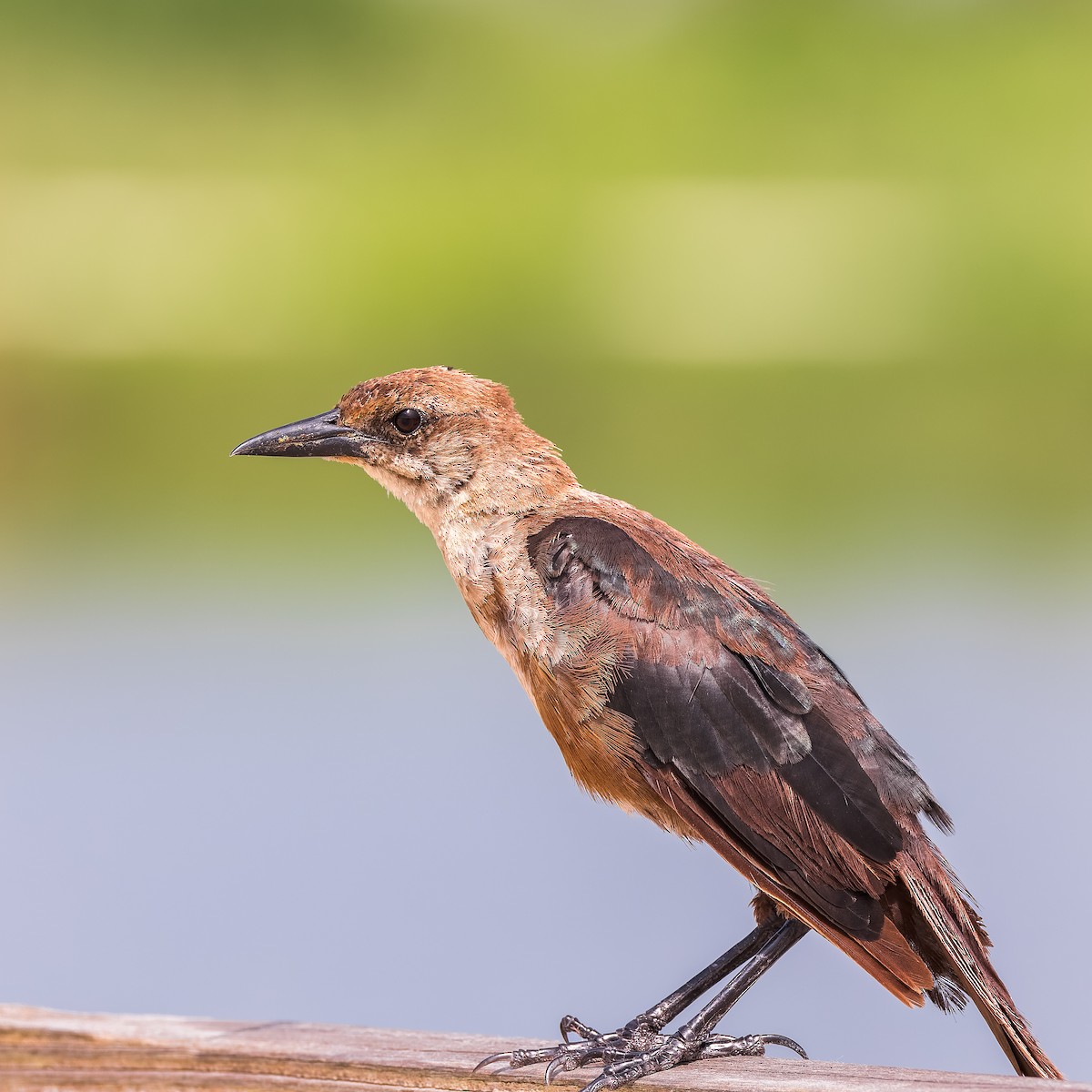 Boat-tailed Grackle - Gary Leavens