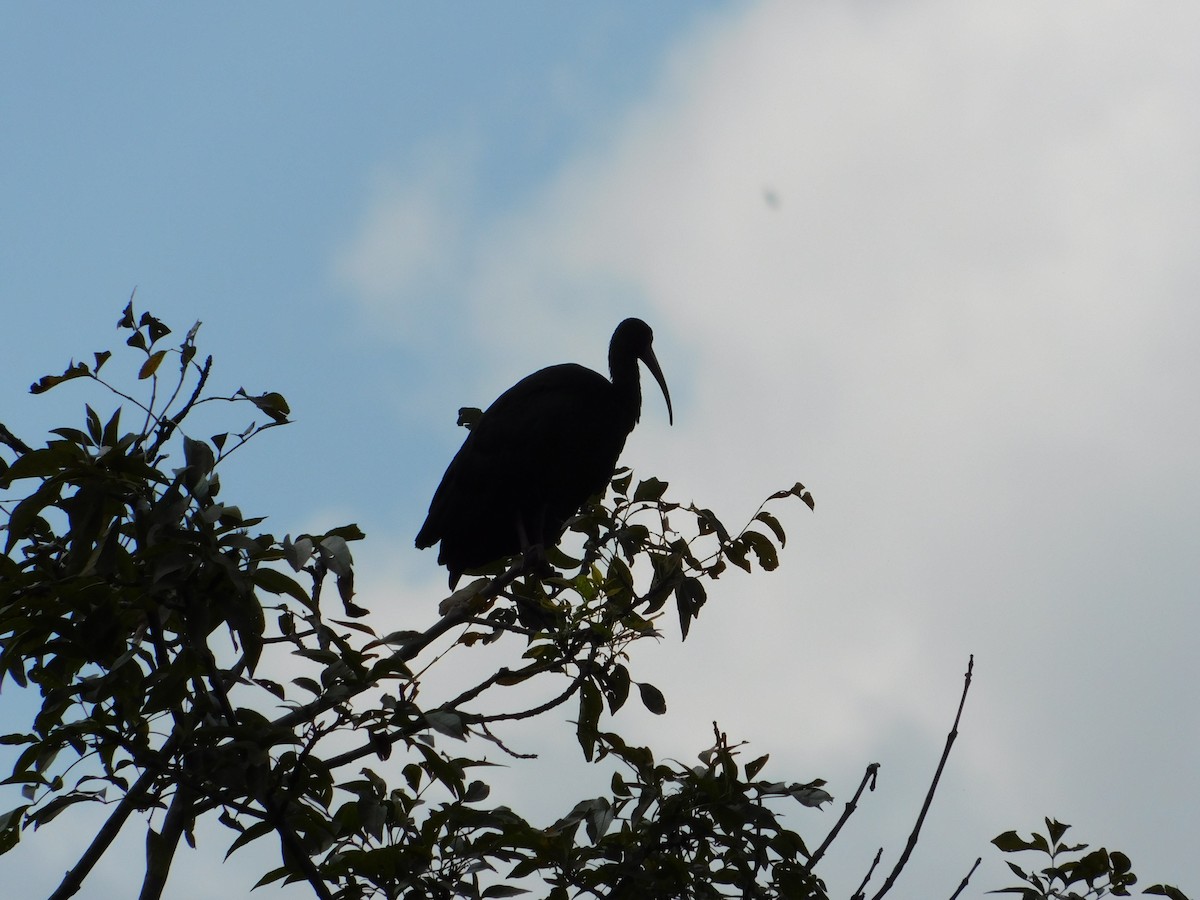 Bare-faced Ibis - ML618837733