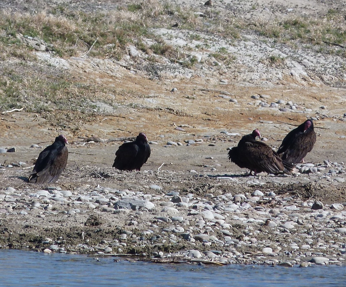 Turkey Vulture - ML618837741