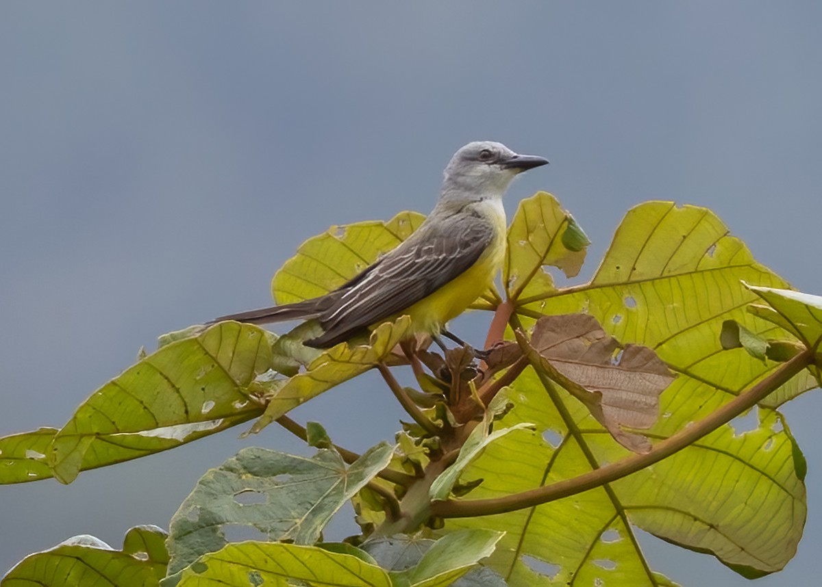 Tropical Kingbird - Tracy Kaminer