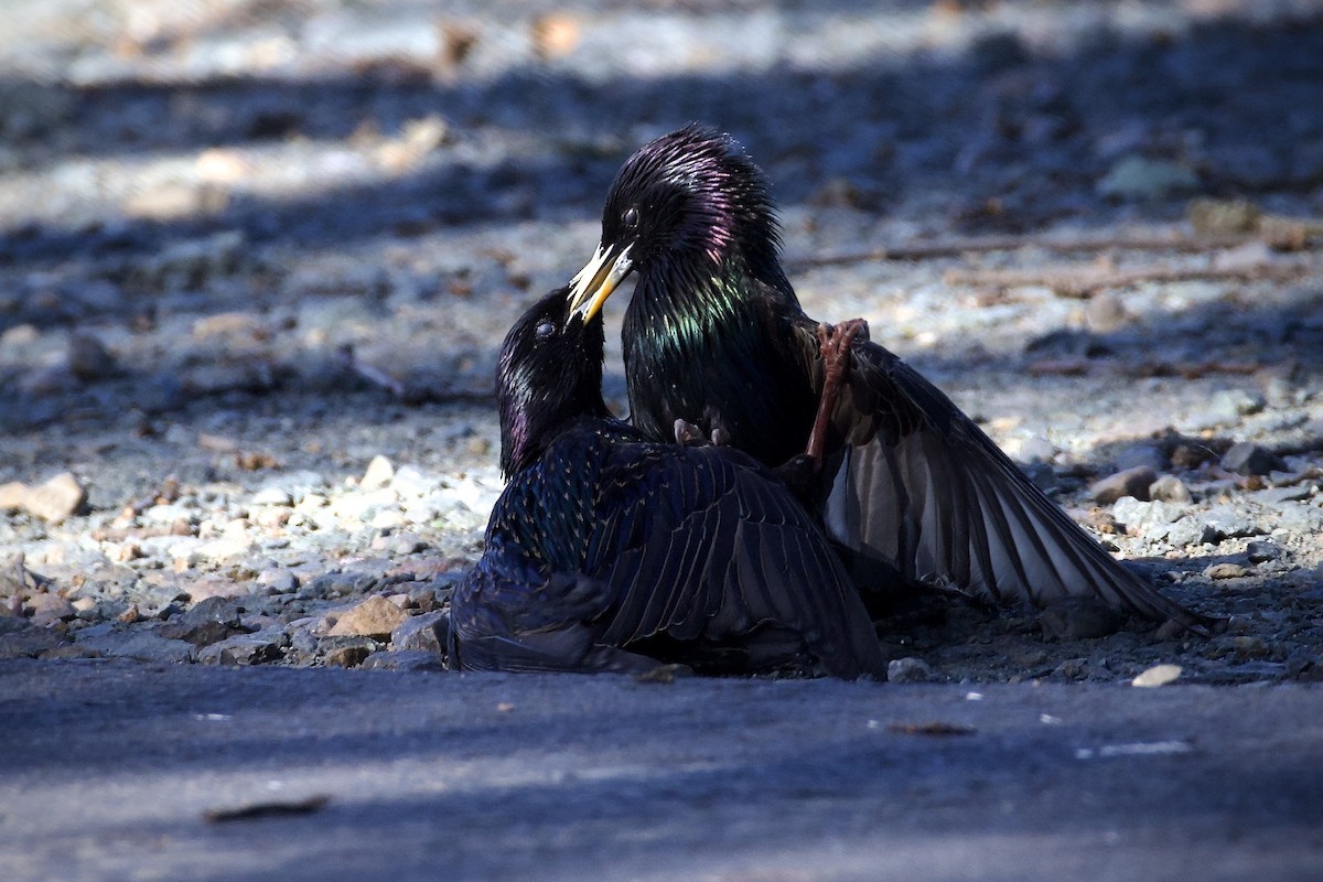 European Starling - ML618837748