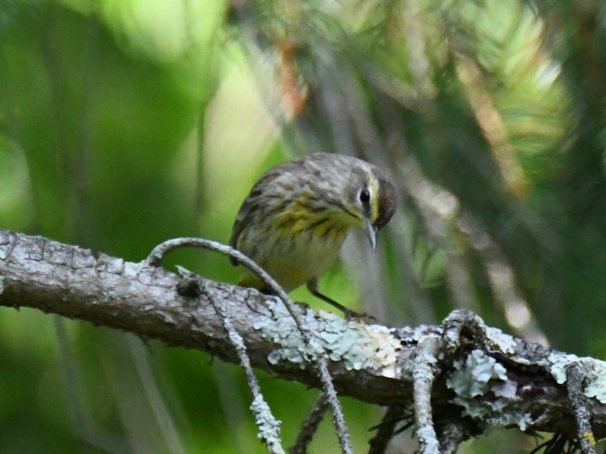 Palm Warbler - Robert Foster