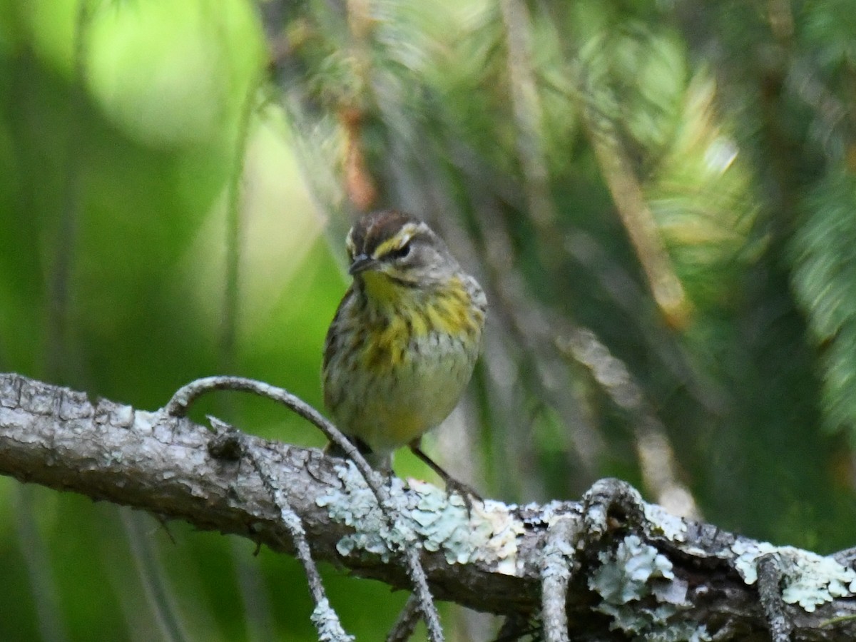 Palm Warbler - Robert Foster