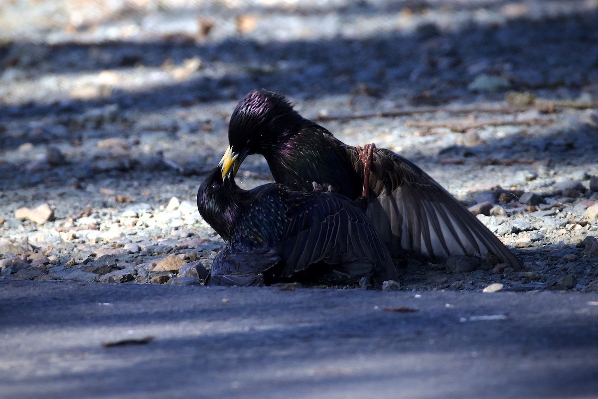 European Starling - Mark Elness