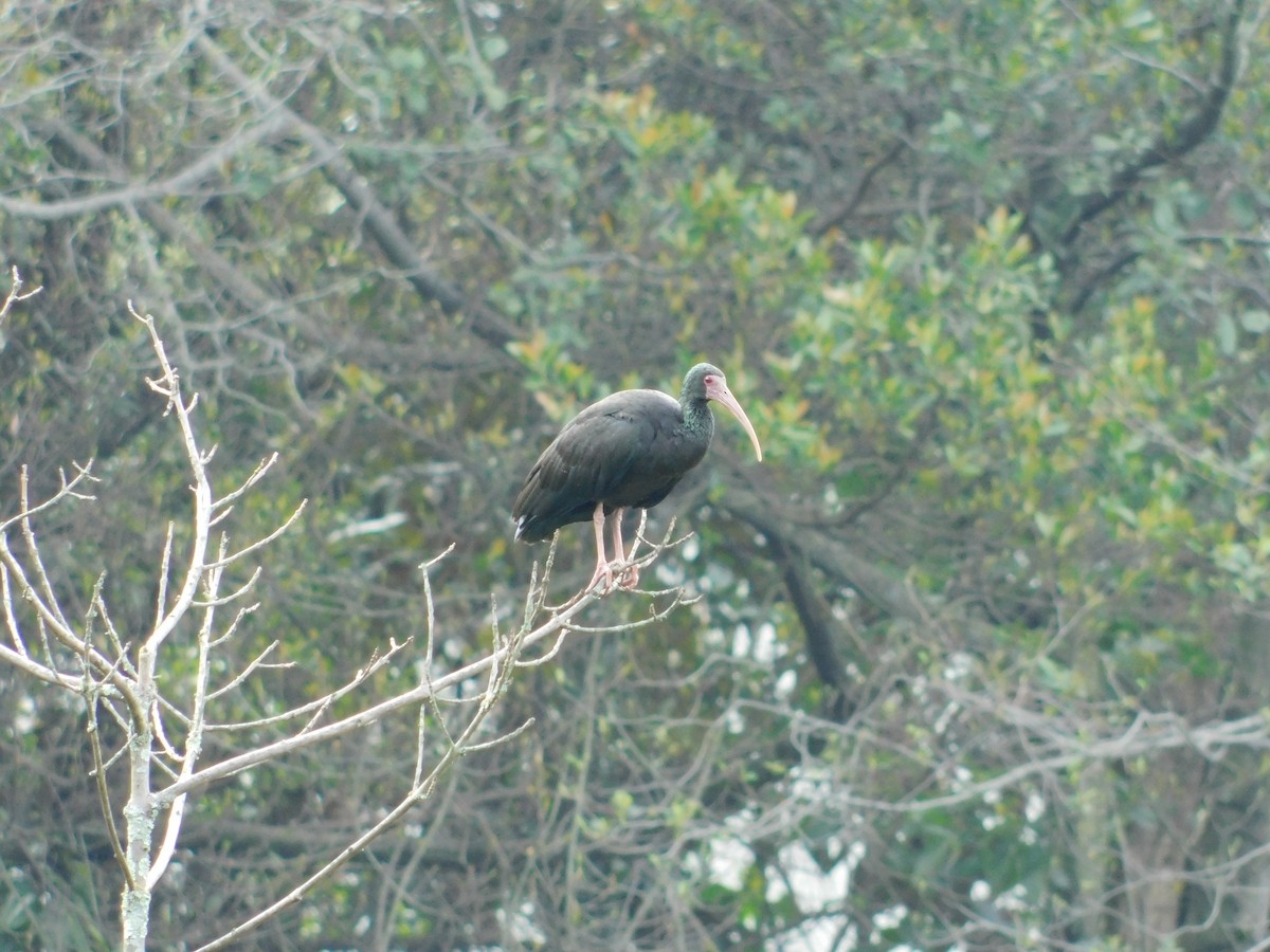 Bare-faced Ibis - ML618837757