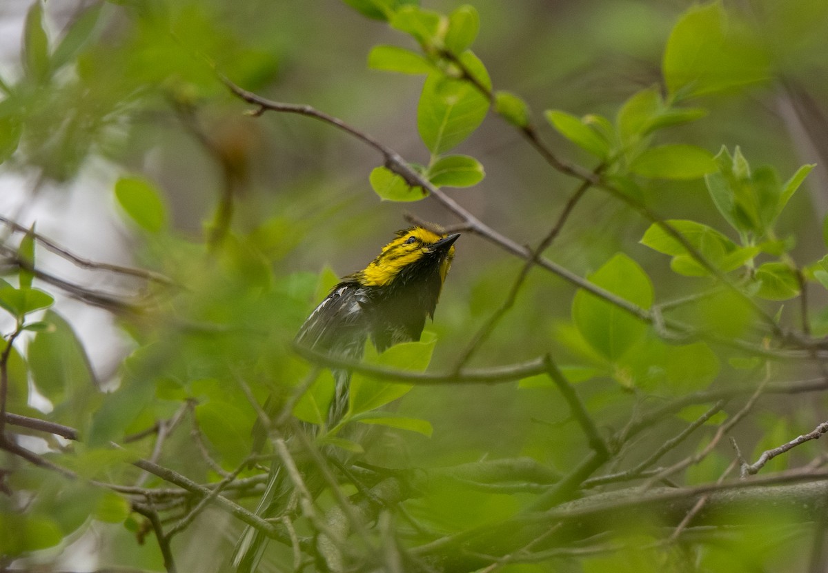 Black-throated Green Warbler - Marilyn White