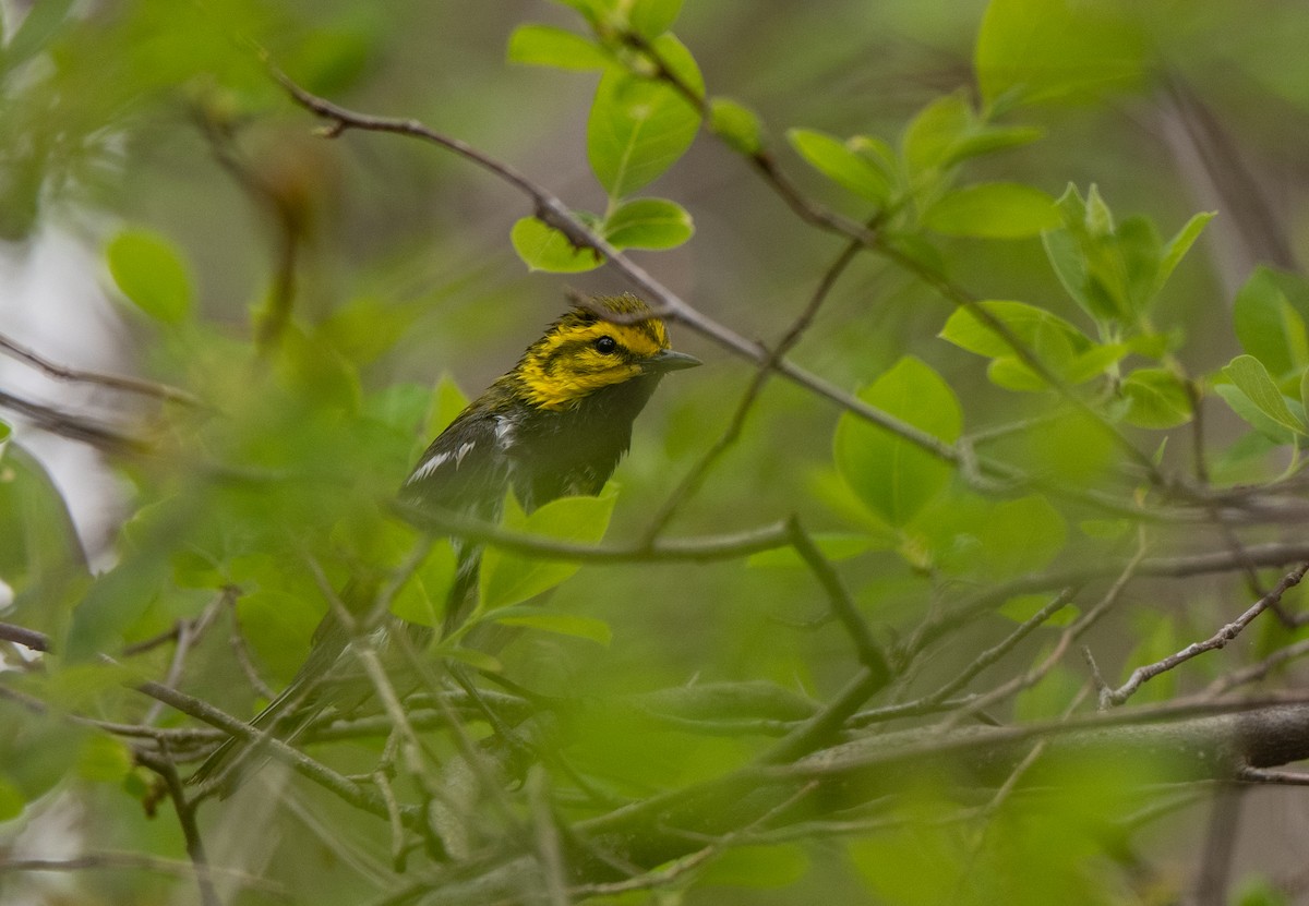 Black-throated Green Warbler - Marilyn White