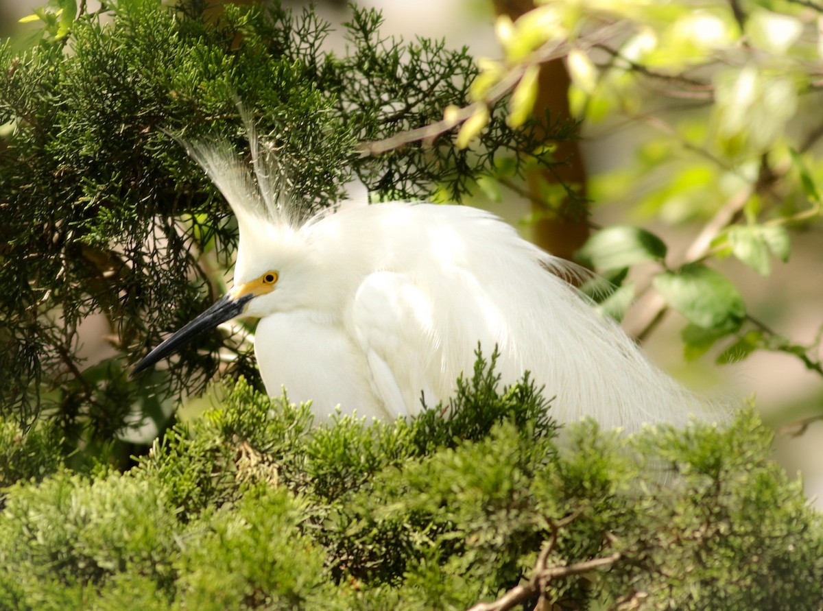 Snowy Egret - ML618837769