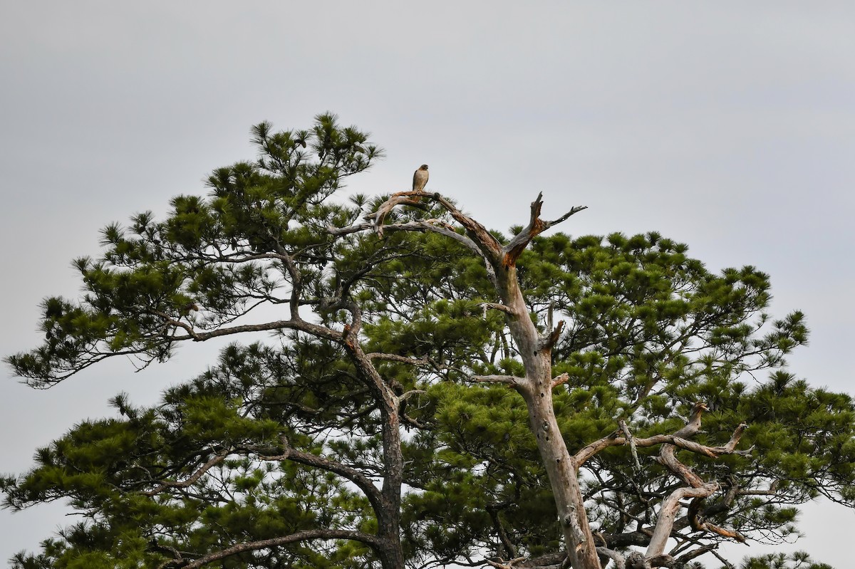 Red-tailed Hawk - Renee Rusk