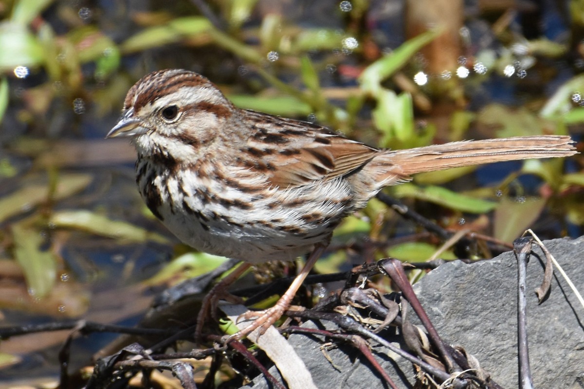 Song Sparrow - Brenda Lindsey